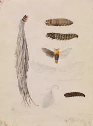 Papillon de nuit de Saunders, Metura elongatus